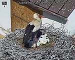 Capi_Dubne_20260616_094002.jpg