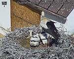 Capi_Dubne_20260616_094502.jpg