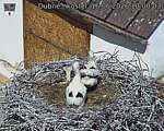 Capi_Dubne_20260616_100003.jpg