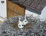 Capi_Dubne_20260616_100503.jpg