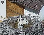 Capi_Dubne_20260616_101002.jpg