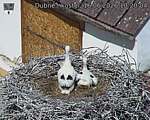 Capi_Dubne_20260616_102004.jpg