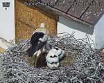 Capi_Dubne_20260616_103502.jpg