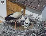 Capi_Dubne_20260616_105002.jpg