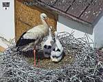 Capi_Dubne_20260616_105504.jpg