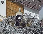 Capi_Dubne_20260616_110004.jpg