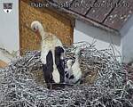 Capi_Dubne_20260616_111502.jpg