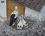 Capi_Dubne_20260616_113003.jpg