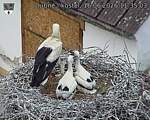 Capi_Dubne_20260616_113503.jpg