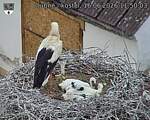 Capi_Dubne_20260616_115003.jpg