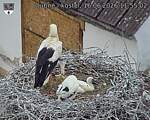 Capi_Dubne_20260616_115502.jpg