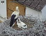 Capi_Dubne_20260616_120502.jpg
