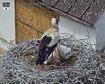 Capi_Dubne_20260616_122003.jpg