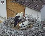 Capi_Dubne_20260616_123502.jpg