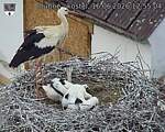 Capi_Dubne_20260616_125504.jpg