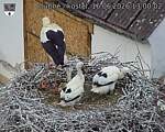 Capi_Dubne_20260616_130002.jpg