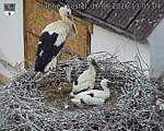 Capi_Dubne_20260616_130504.jpg