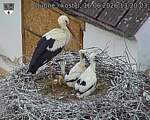 Capi_Dubne_20260616_132003.jpg