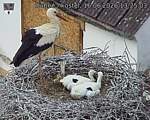 Capi_Dubne_20260616_132504.jpg