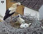 Capi_Dubne_20260616_133003.jpg