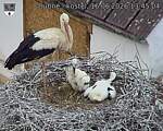 Capi_Dubne_20260616_134504.jpg