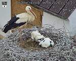 Capi_Dubne_20260616_135003.jpg