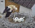 Capi_Dubne_20260616_135502.jpg