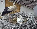 Capi_Dubne_20260616_140002.jpg