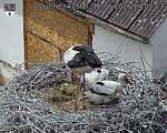 Capi_Dubne_20260616_140503.jpg