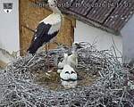 Capi_Dubne_20260616_141503.jpg