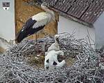 Capi_Dubne_20260616_142003.jpg