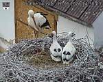 Capi_Dubne_20260616_143003.jpg