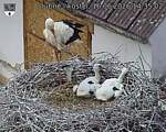 Capi_Dubne_20260616_143502.jpg