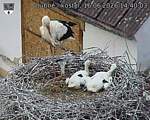 Capi_Dubne_20260616_144003.jpg