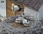 Capi_Dubne_20260616_145004.jpg