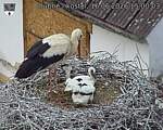 Capi_Dubne_20260616_150003.jpg
