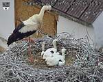 Capi_Dubne_20260616_151003.jpg