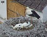 Capi_Dubne_20260616_160003.jpg