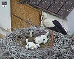 Capi_Dubne_20260616_161002.jpg