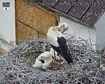 Capi_Dubne_20260616_163003.jpg