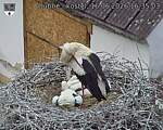 Capi_Dubne_20260616_163503.jpg
