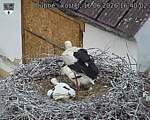 Capi_Dubne_20260616_164002.jpg