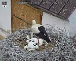 Capi_Dubne_20260616_164503.jpg