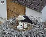 Capi_Dubne_20260616_165502.jpg