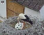 Capi_Dubne_20260616_170003.jpg