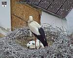 Capi_Dubne_20260616_171004.jpg