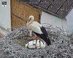 Capi_Dubne_20260616_171502.jpg