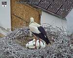 Capi_Dubne_20260616_172004.jpg