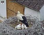 Capi_Dubne_20260616_172504.jpg