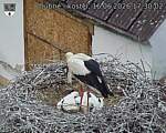 Capi_Dubne_20260616_173002.jpg